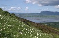  Irlande,fleurs,paquerettes 